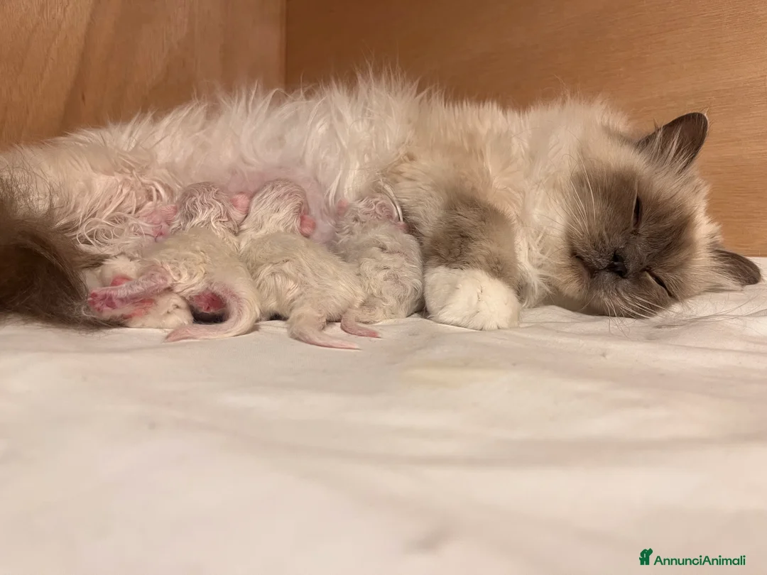 Sacro di Birmania gatti in vendita: Cuccioli di Sacro di Birmania - Annuncio 2