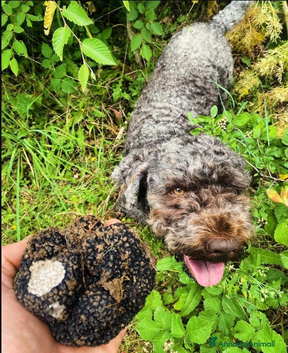 Lagotto cani CUCCIOLI LAGOTTO ROMAGNOLO ❤️ - Annuncio 1