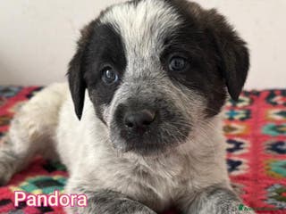 Meticcio cani SALVA LA VITA AD UN CUCCIOLO! - Annuncio 8