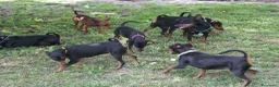 Pinscher Miniatura cani in vendita: Pinscher nano  - Annuncio 10