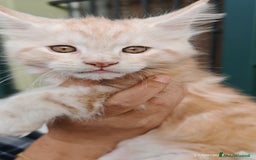 Maine Coon gatti in vendita: Cuccioli MAINE COON - Annuncio 10