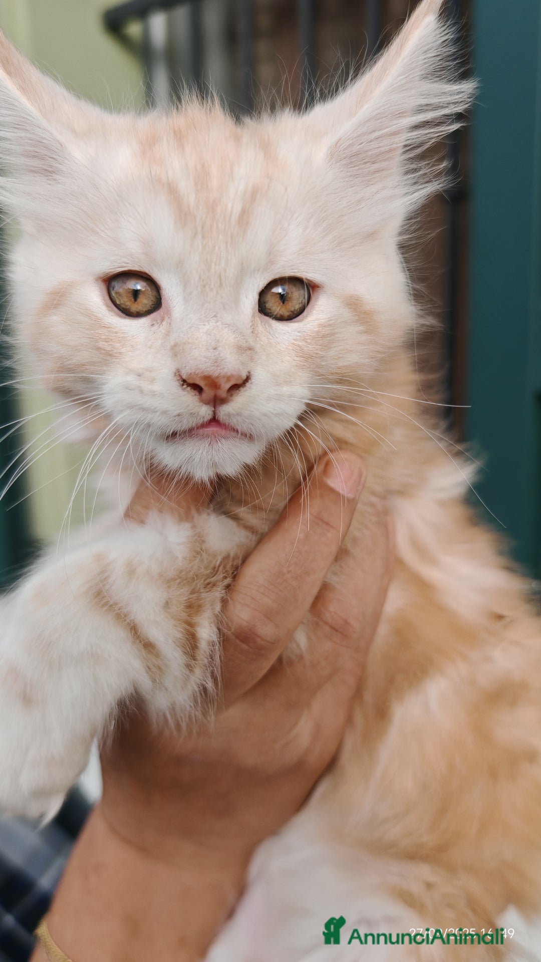 Maine Coon gatti in vendita: Cuccioli MAINE COON - Annuncio 10