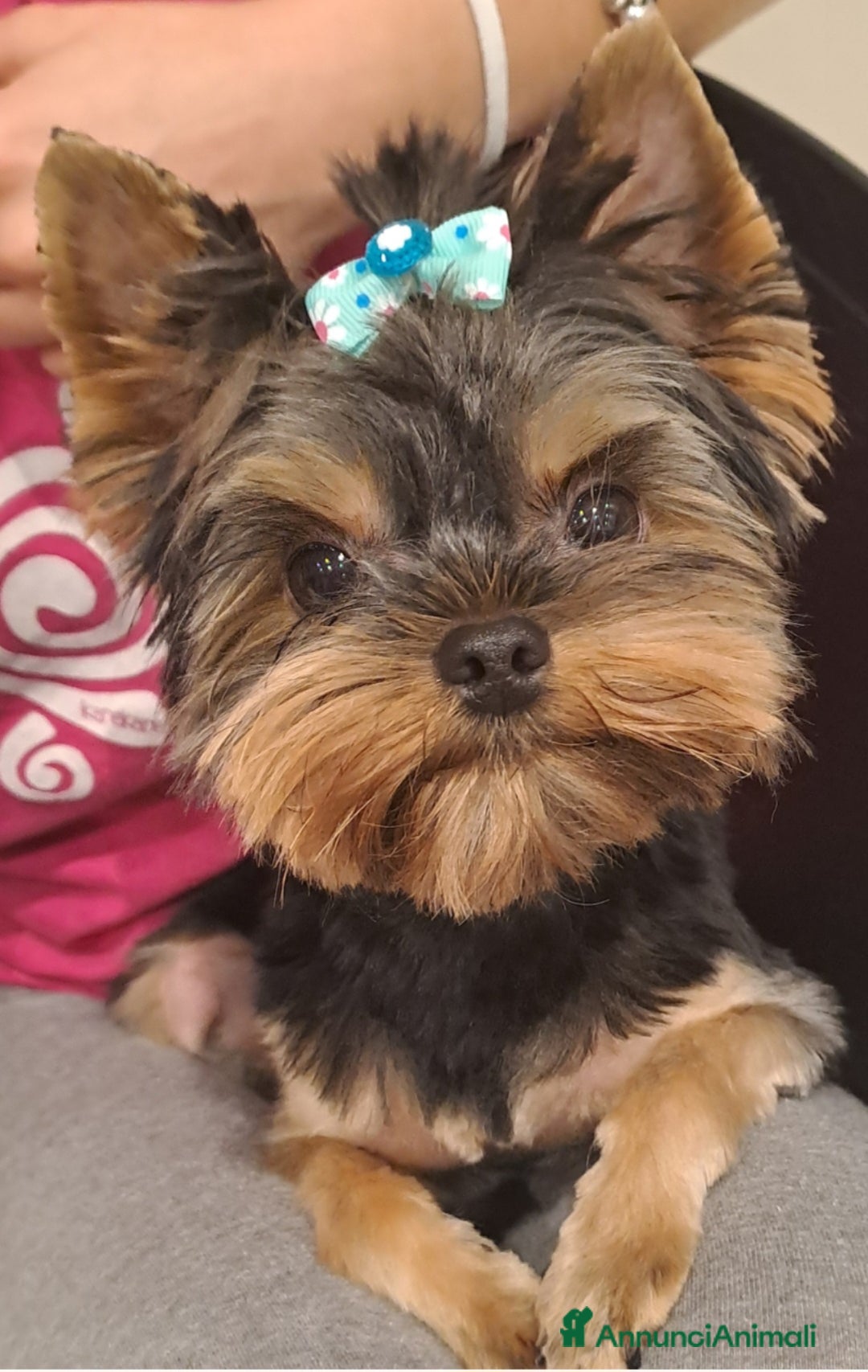 Yorkshire cani per accoppiamento: Yorkshire maschio, disponibile per monta - Annuncio 2