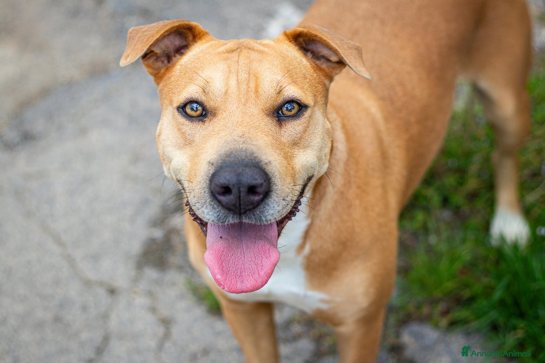 American Staffordshire cani in regalo: Sofy: giovane molossina socievole e affettuosa - Annuncio 6