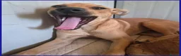 Meticcio cani in regalo: BUCCUNOTTO, DOLCE CUCCIOLOTTO 6 MESI, SOGNA UNA MA - Annuncio 9