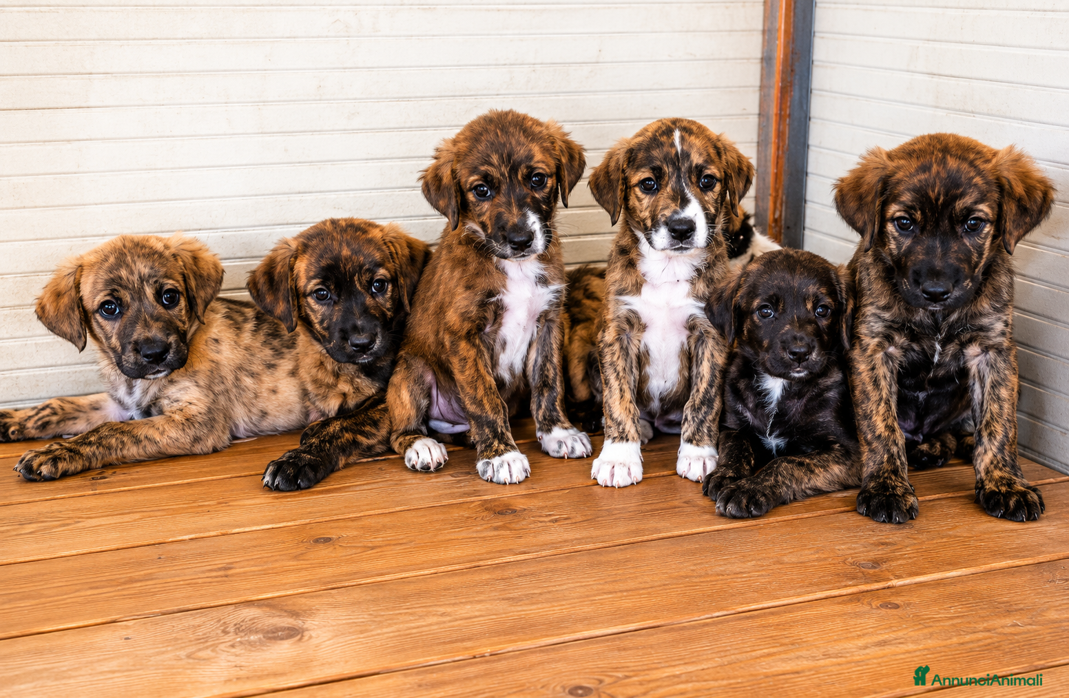 Meticcio cani Cucciolo taglia medio piccola - Annuncio 27