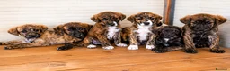 Meticcio cani in regalo: Cucciolo taglia medio piccola - Annuncio 1