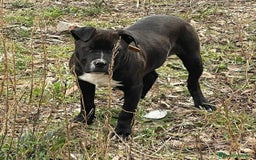 Pitbull cani in regalo: Tyson  - Immagine 1