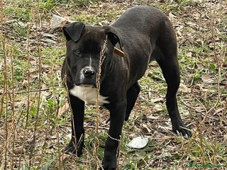 Pitbull cani Tyson - Annuncio 2