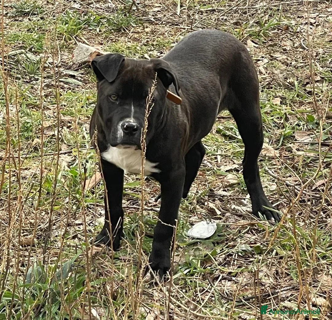 Pitbull cani in regalo: Tyson  - Annuncio 1
