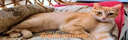 Europeo gatti in regalo:  GINGER E GELSOMINO GATTINI DOLCISSIMI - Annuncio 4
