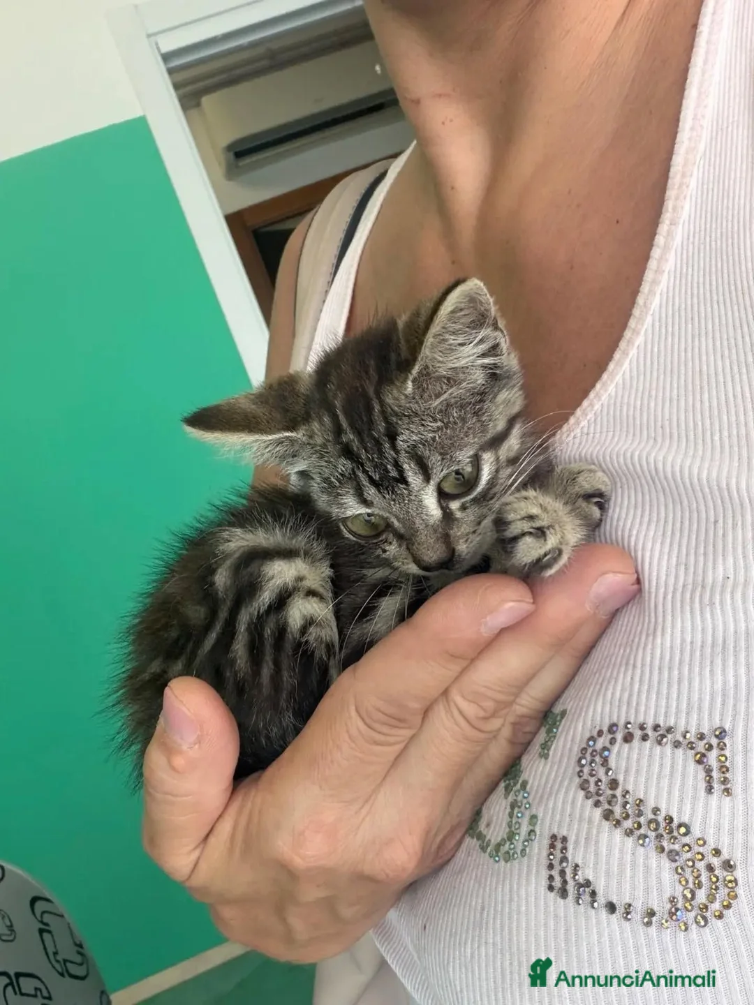 Meticcio gatti in regalo: Titina dolce gattina cerca casa - in adozione - Annuncio 2