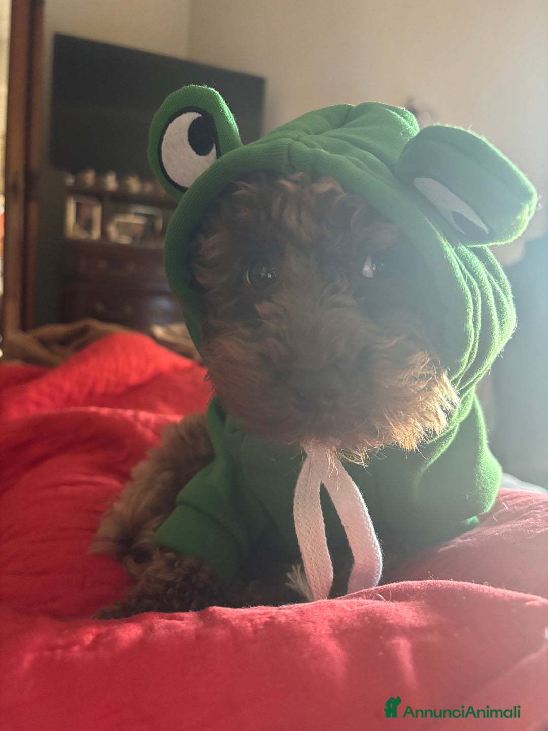 Barboncino cani per accoppiamento: Monta barboncino mini toy - Annuncio 4