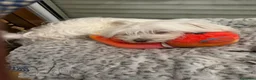 Maltese cani in vendita: Maltese MINITOY  - Annuncio 2
