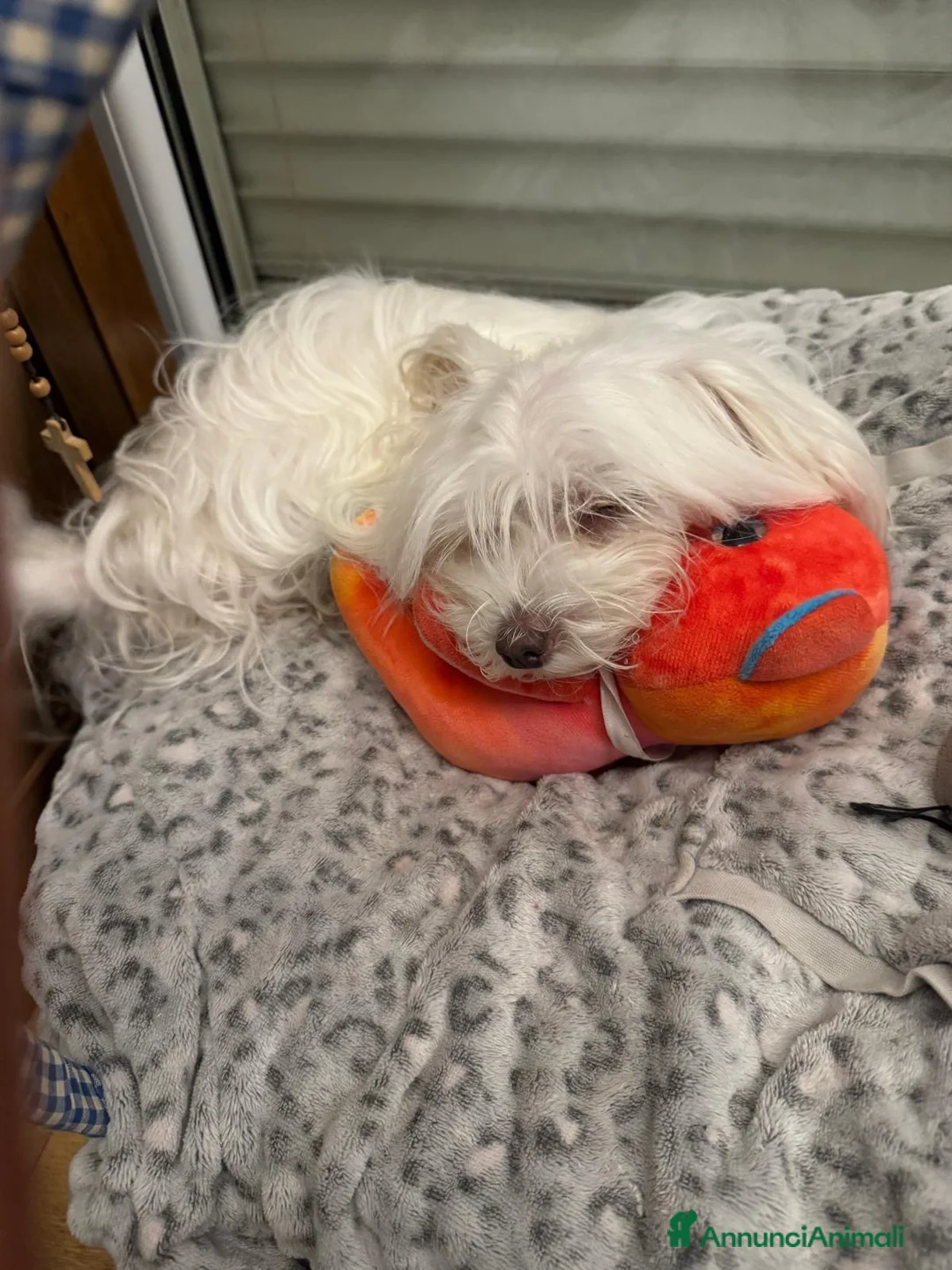 Maltese cani in vendita: Maltese MINITOY  - Annuncio 2