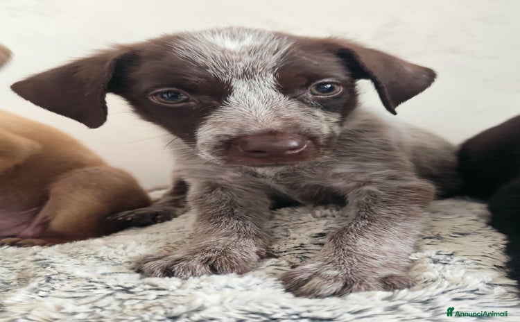 Meticcio cani a Città metropolitana di Messina - Annuncio 1