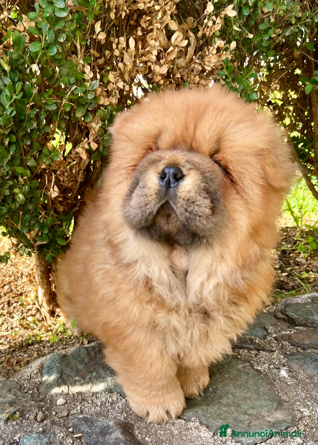 Chow Chow cani in vendita: Chow Chow Cucciole femmine nero e rosso  - Annuncio 9