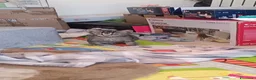 Meticcio gatti in regalo: GATTI E GATTINO DOLCISSIMO - Annuncio 13