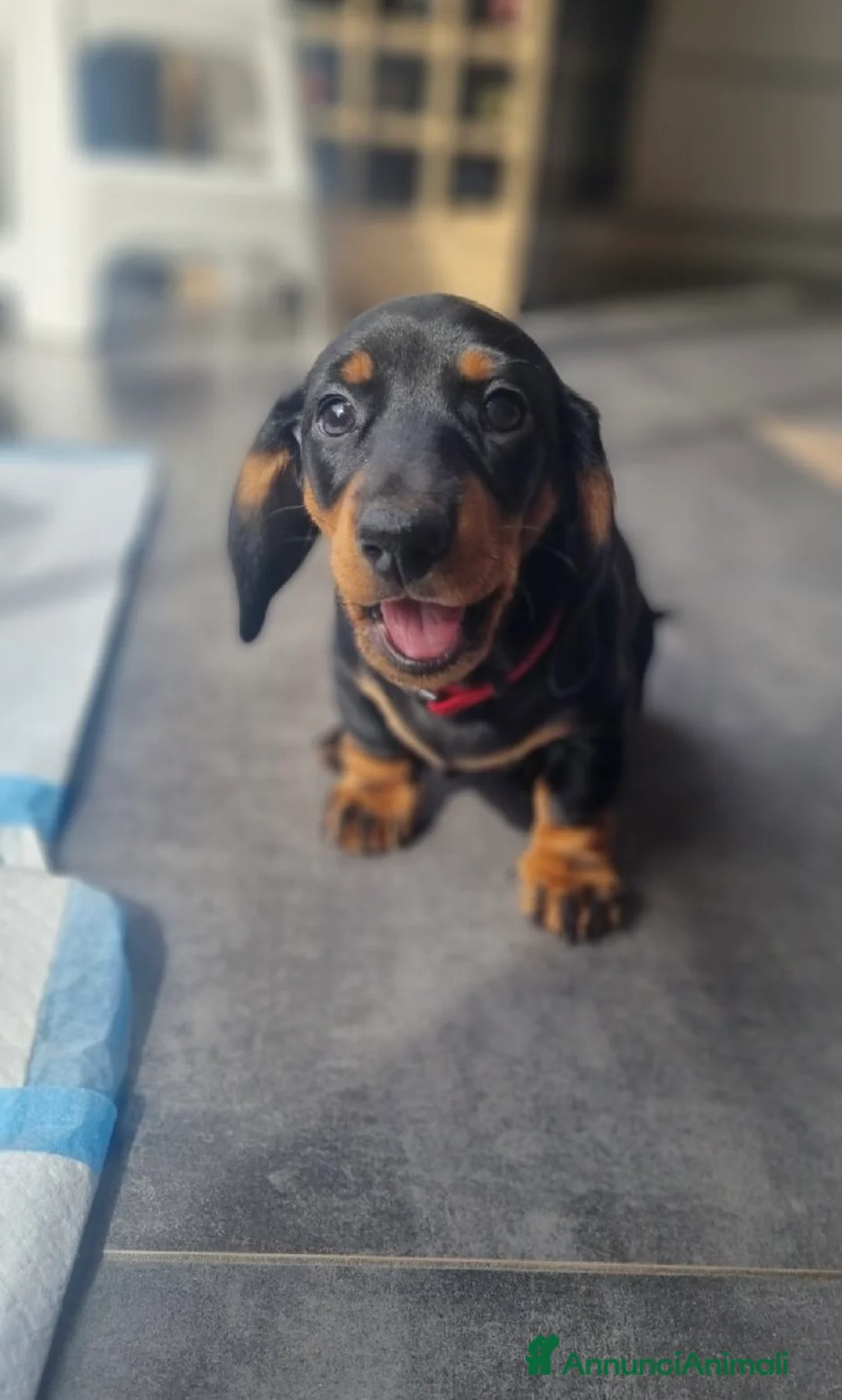 Bassotto cani in vendita: bassotto  - Annuncio 1