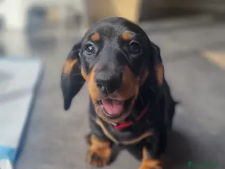 Bassotto cani bassotto - Annuncio 1