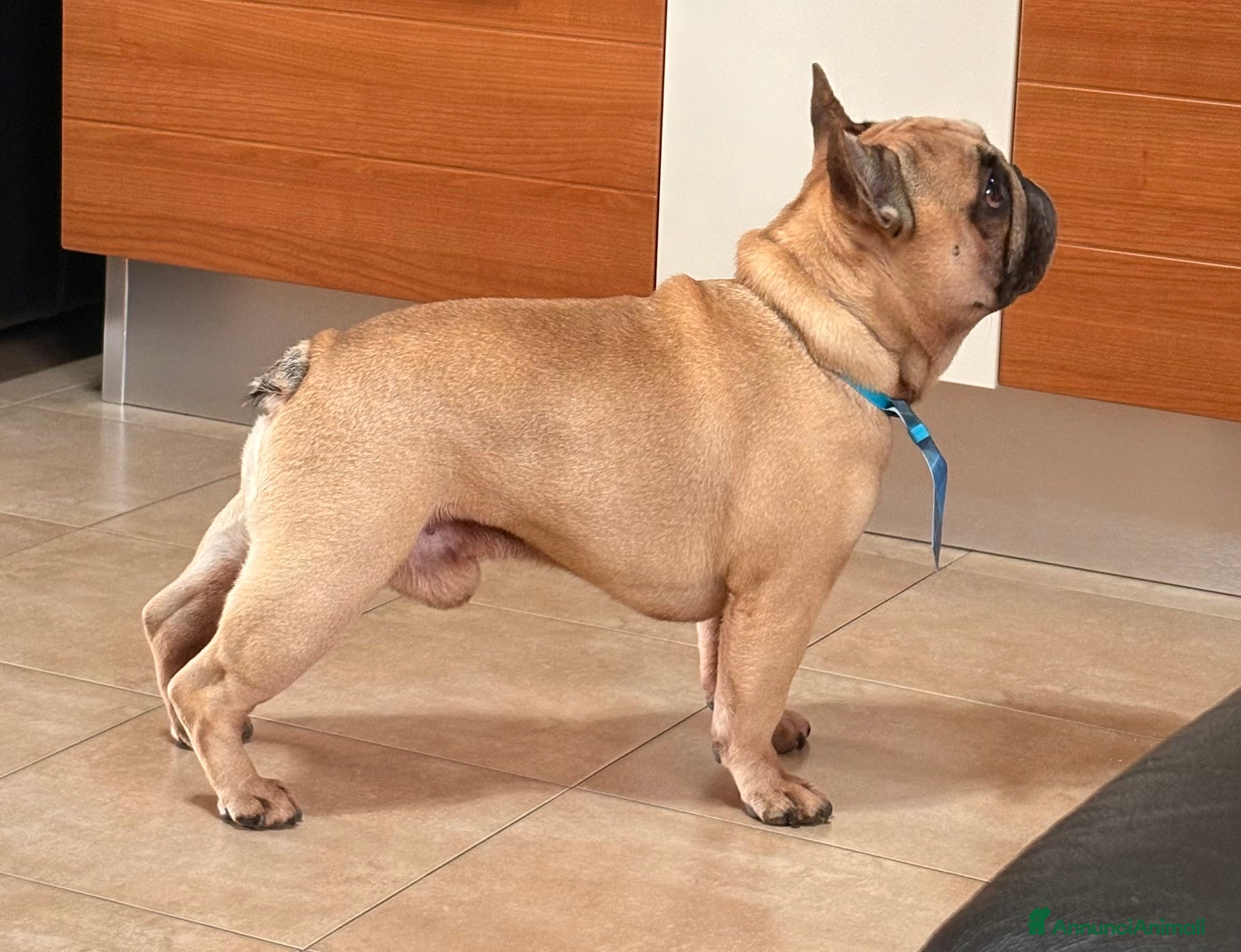 Bulldog Francese cani Othmar cerca fidanzata - RHO (Mi) - Annuncio 2