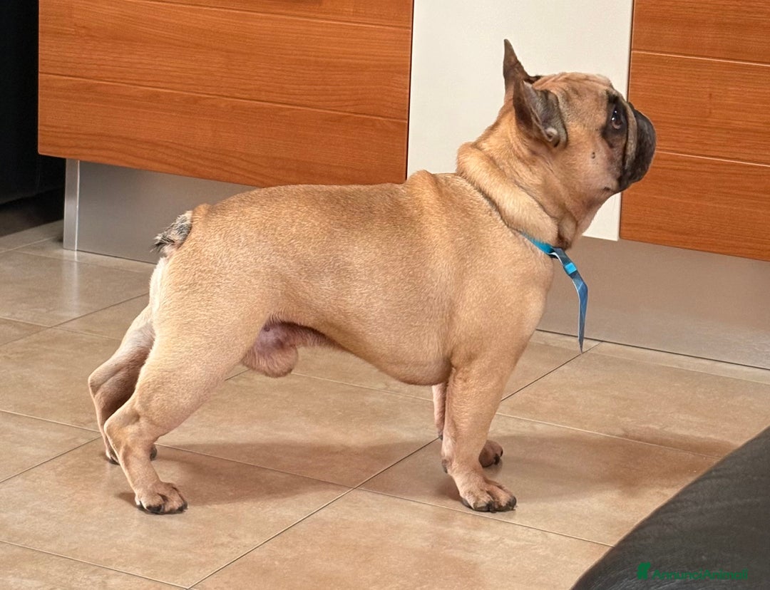 Bulldog Francese cani per accoppiamento: Othmar cerca fidanzata - RHO (Mi) - Annuncio 2