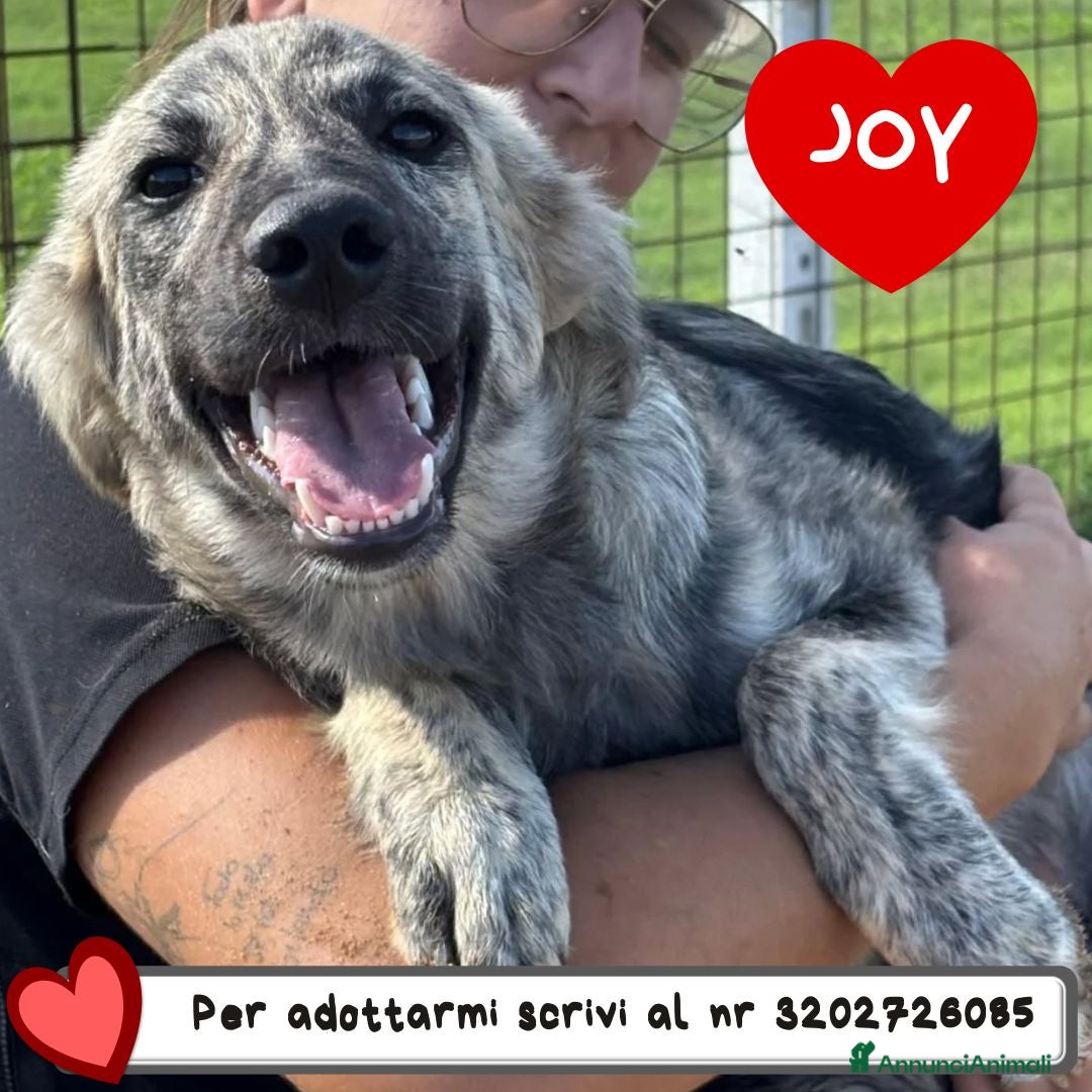Meticcio cani in regalo: JOY dolce cucciola 7 mesi in adozione  - Annuncio 1