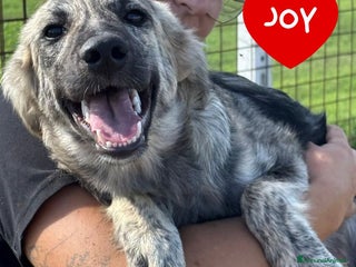 Meticcio cani JOY dolce cucciola 7 mesi in adozione - Annuncio 15