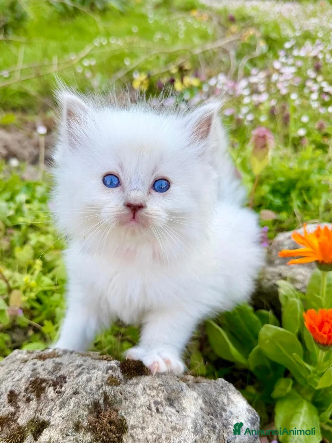 Ragdoll gatti in vendita: cuccioli di ragdoll - Annuncio 1