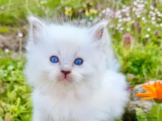 Ragdoll gatti cuccioli di ragdoll - Annuncio 25