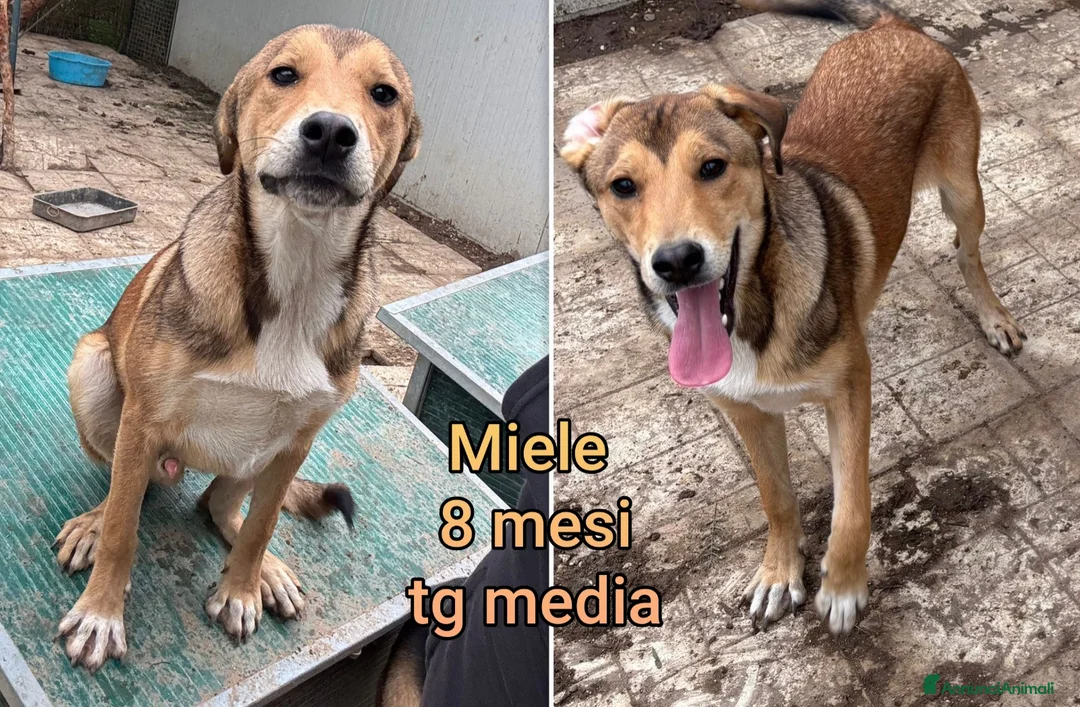 Meticcio cani in regalo: CUCCIOLI ABBANDONATI: EMERGENZA  a Città metropolitana di Milano - Annuncio 11