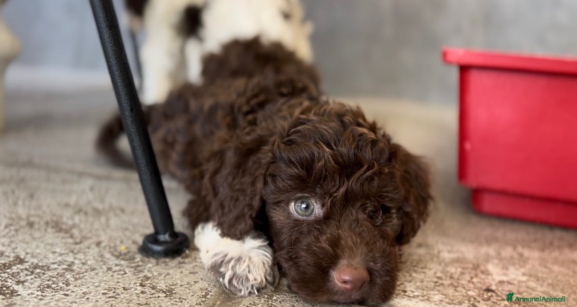 Lagotto cani Cuccioli lagotto romagnolo  - Annuncio 6