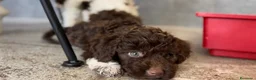 Lagotto cani in vendita: Cuccioli lagotto romagnolo  - Annuncio 1