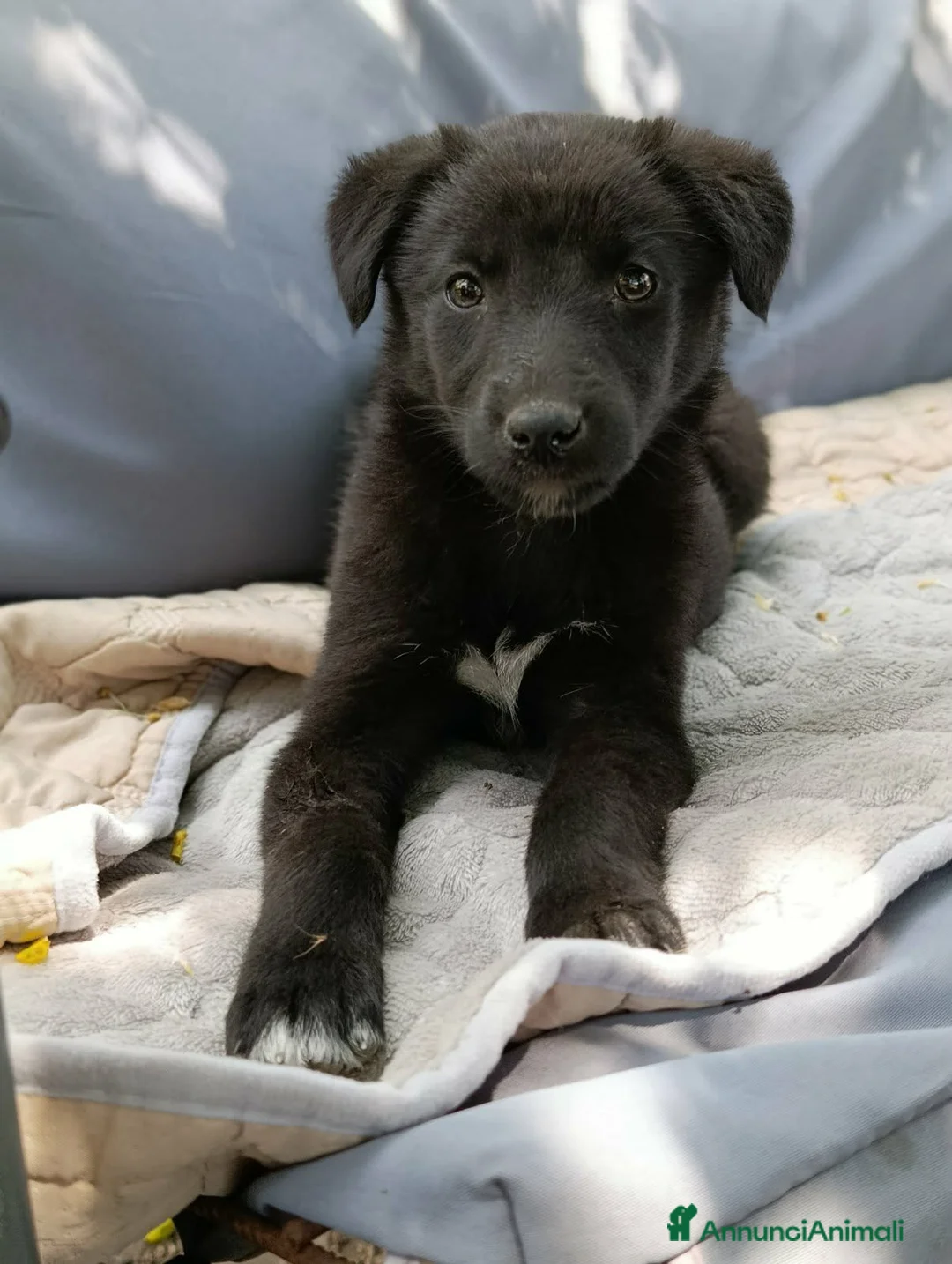 Meticcio cani in regalo: MARA & MIA, scricciole dolcissime! Amano i gatti! - Annuncio 2