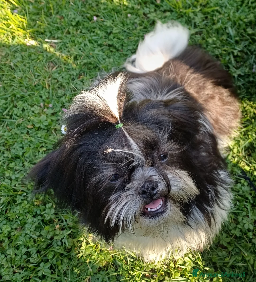 Shih Tzu cani in vendita: Cucciolo shih-tzu  - Annuncio 1