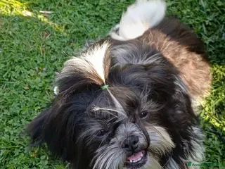 Shih Tzu cani Cucciolo shih-tzu - Annuncio 18