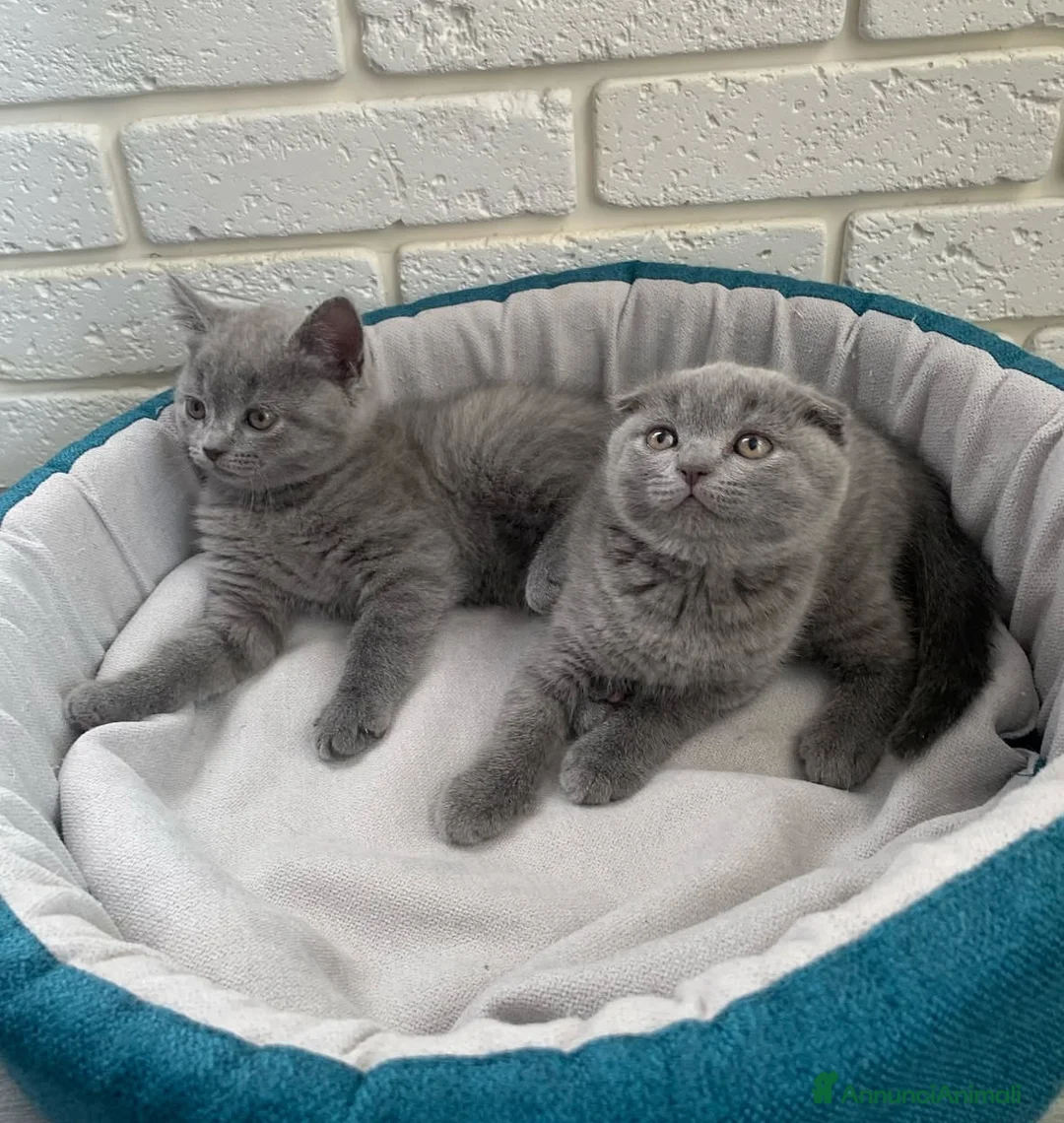 Scottish gatti in vendita: Scottish Fold/Straight - Annuncio 2