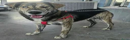 Meticcio cani in regalo: Corsaro 2 anni Taglia media grande  - Annuncio 3