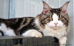 Maine Coon gatti in vendita: Cuccioli maine coon - Immagine 5