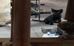 Altre razze gatti in vendita: 7 allegri batuffoli in cerca di casa a Province of Brescia - Immagine 25