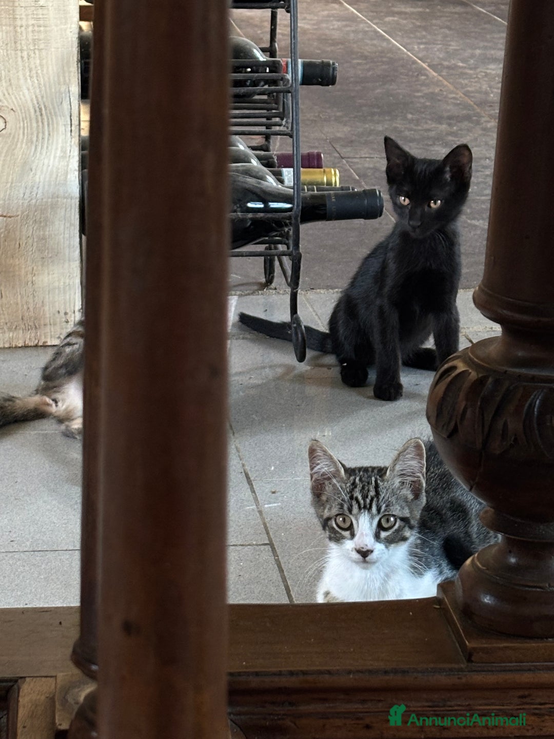 Altre razze gatti in vendita: 7 allegri batuffoli in cerca di casa a Province of Brescia - Immagine 25