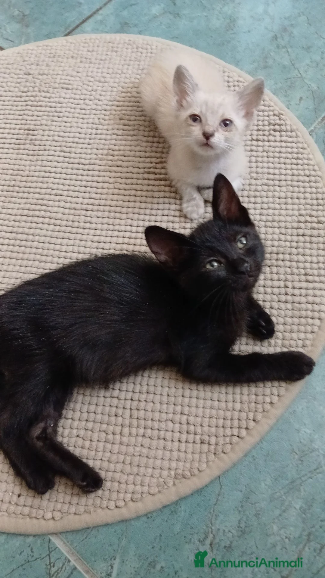 Europeo gatti in regalo: Nerina e bianchino - Annuncio 1