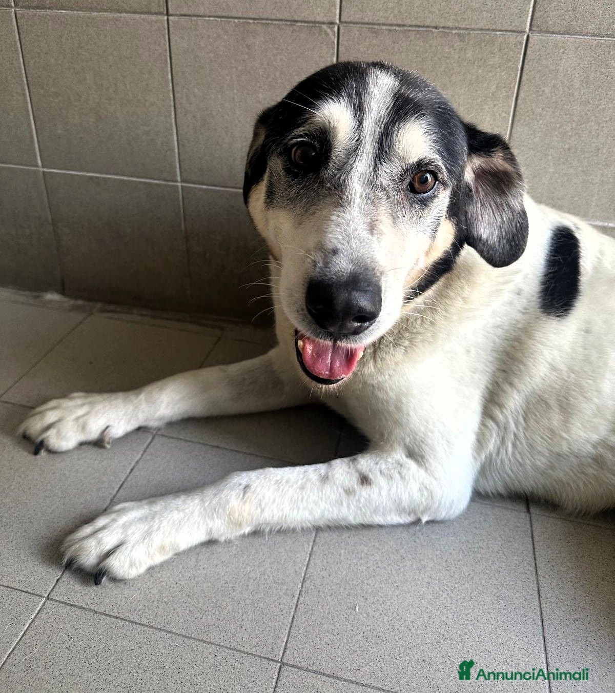 Meticcio cani VALERIO DIVERSAMENTE CUCCIOLO - Annuncio 2