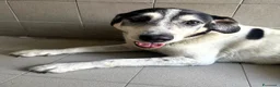 Meticcio cani in regalo: VALERIO DIVERSAMENTE CUCCIOLO - Annuncio 1