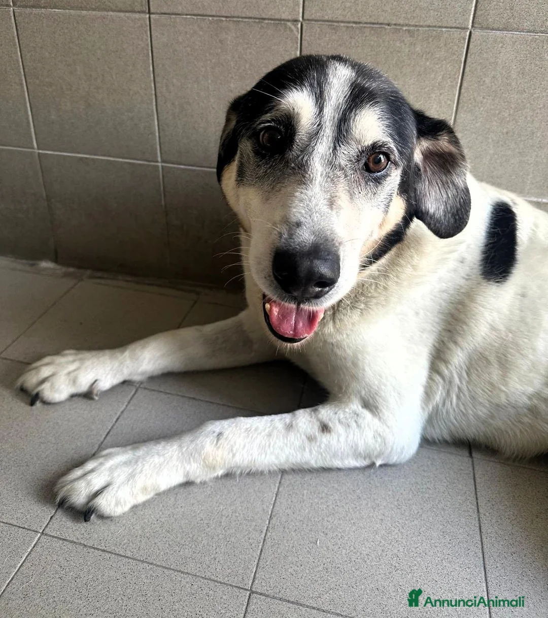 Meticcio cani in regalo: VALERIO DIVERSAMENTE CUCCIOLO - Annuncio 1
