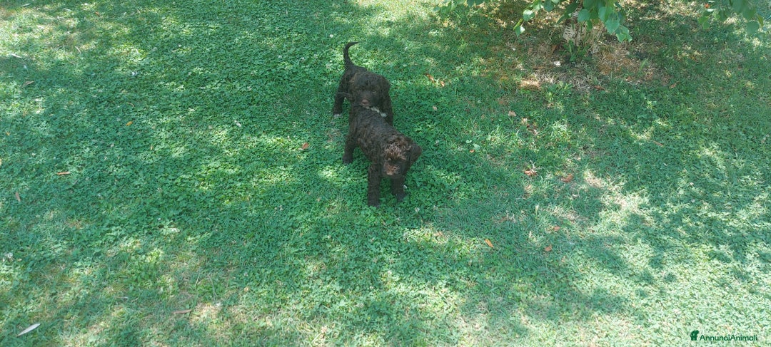 Lagotto cani in vendita: Lagotto romagnolo  a Provincia dell'Aquila - Immagine 3