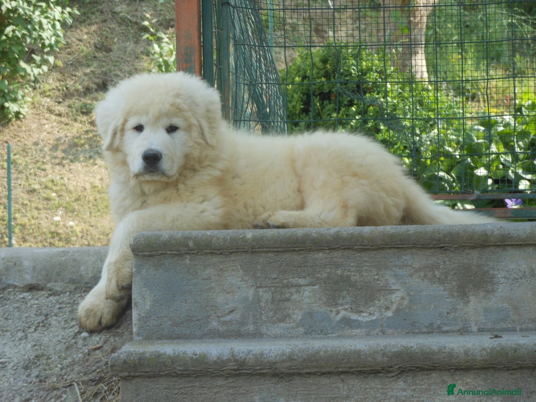 Pastore Maremmano cani in vendita: cuccioli di pastore maremmano abruzzese  - Annuncio 6