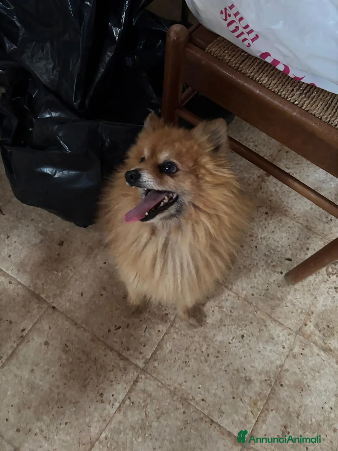 Spitz cani in vendita: Cuccioli spitz minitoy a Città Metropolitana di Bari - Annuncio 5