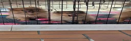 Volpino Pomerania cani in vendita: Cuccioli di Spitz Tedesco Nano (Pomerania) - Annuncio 1