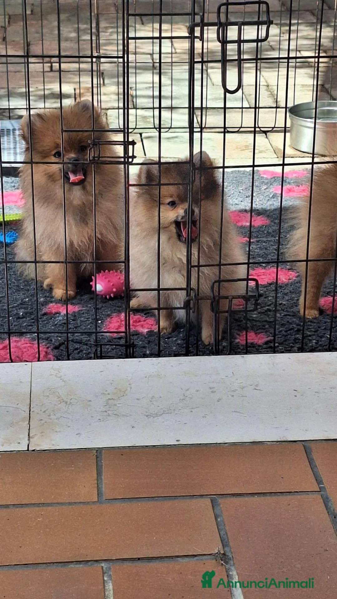 Volpino Pomerania cani in vendita: Cuccioli di Spitz Tedesco Nano (Pomerania) - Annuncio 1